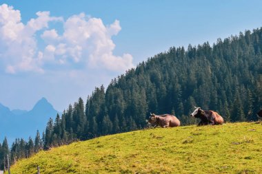 İsviçre Alpleri'nin güzel yaz panoramik manzarası. 