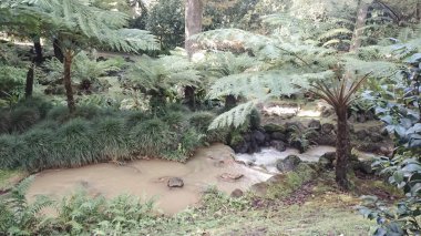 Sao Miguel Adası 'nda termal su akışı