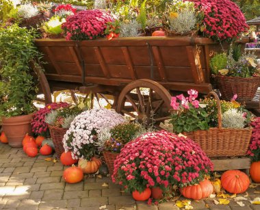 Sarı kabaklar ile sonbahar Renkleri