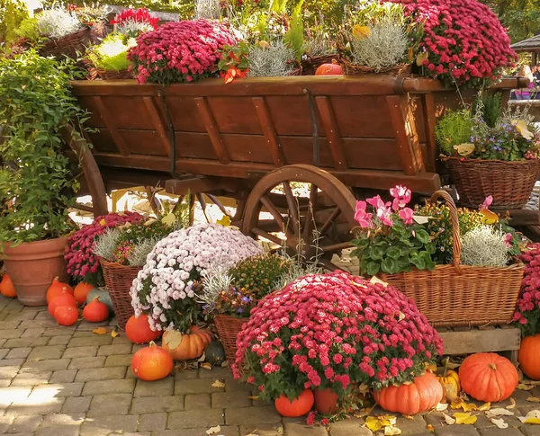 Sarı kabaklar ile sonbahar Renkleri