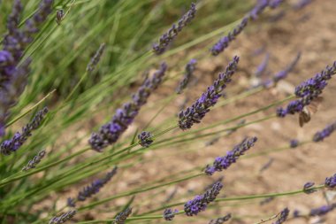 Provence'da mor lavanta çiçekleri. Fransa'da çekilmiş.