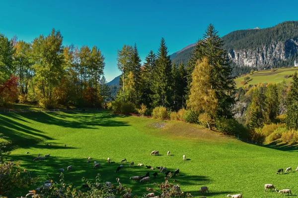 Farbenfrohe Schweizer Herbstlandschaft mit Schafen in Filisur — Stockfoto