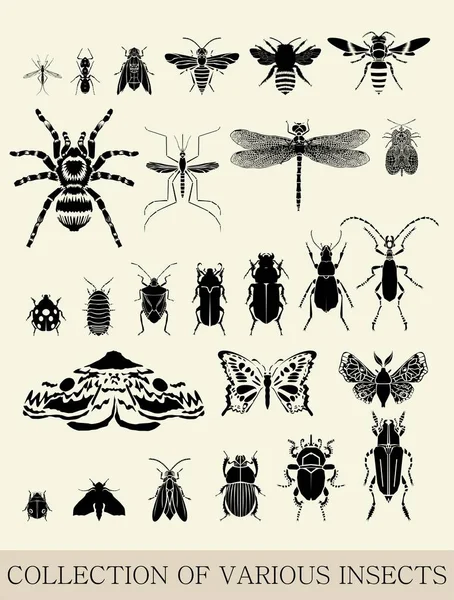 Ensemble Vectoriel Divers Petits Insectes — Image vectorielle