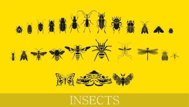 Vektör kümesi çeşitli küçük böcek. Üstten görünüm. 