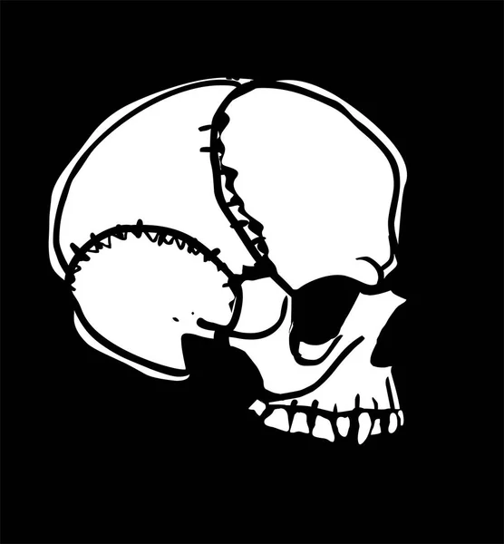 Ilustración Del Vector Del Cráneo Humano Vista Lateral — Archivo Imágenes Vectoriales