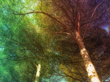 Ağaçlı ve yapraklı orman