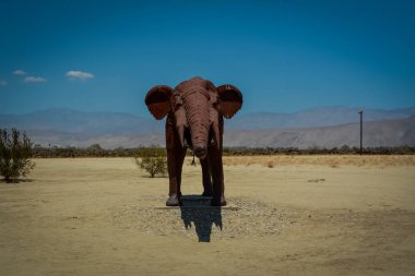 Anza Borrego Çölü 'nde Galleta çayırları, CA, ABD