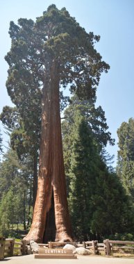 Sequoia National Park, CA, ABD