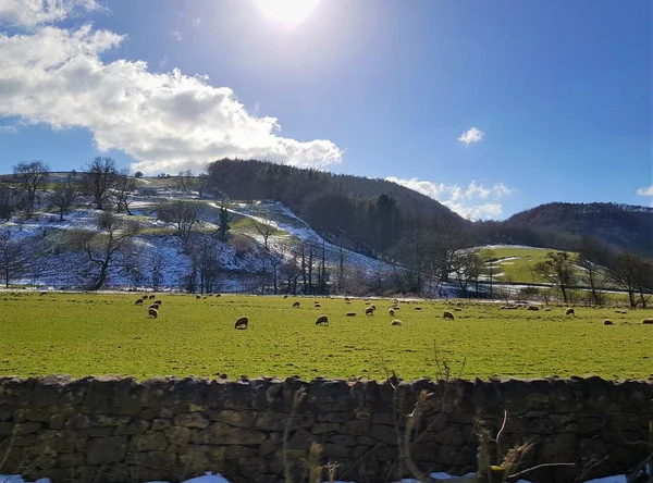 Cold Afternoon Blue Shining Sun Beautiful Sheep Grazing — Stock Photo, Image