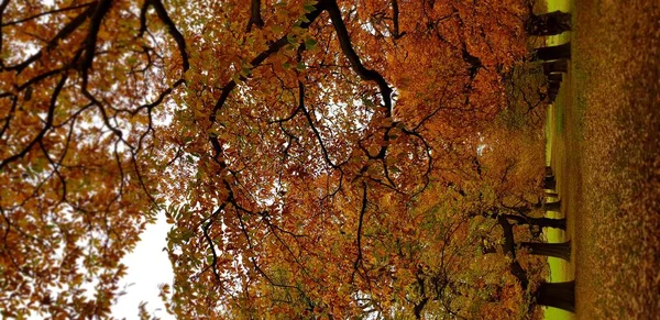 Самые Красивые Осенние Цвета Севере Англии — стоковое фото