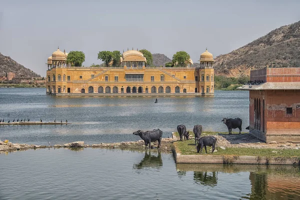 Jal Mahal Pomnik Jaipur Rajasthan Indie — Zdjęcie stockowe