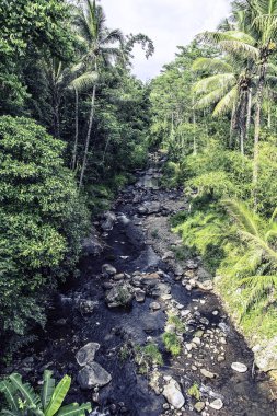 Java Endonezya derin yağmur ormanları