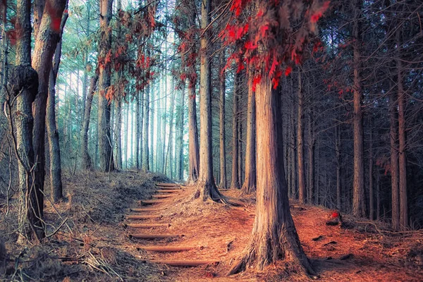 Japanese forest in autumn