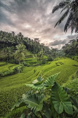 Tegallalang rice terrace in Ubud, Bali, Indonesia clipart