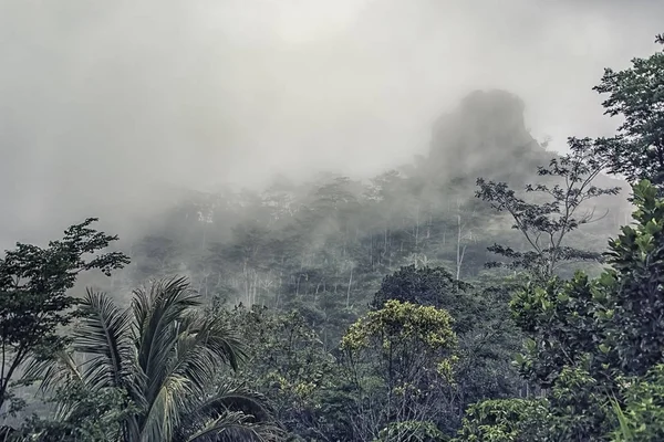 Tiefer Regenwald Java Indonesien — Stockfoto