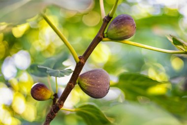 İncir ağacının dalında incir