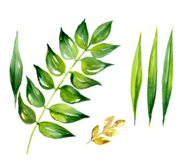 Yeşil yapraklı dal beyaz üzerine izole