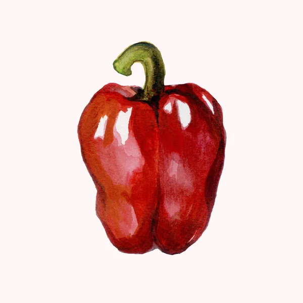 Pepper Red Color Watercolor Art — Stock Photo, Image