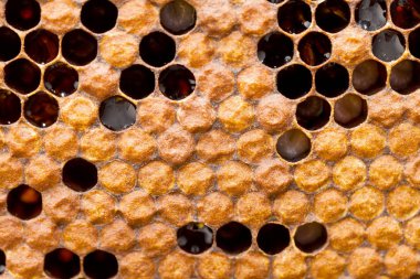 Üzerinden taze altın bal ile dolu kovan petek. Altıgen doku. Makro