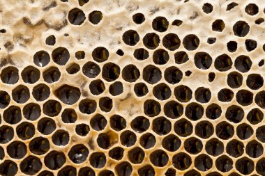Arı kovanı bal ile dolu gelen petek. Organik balmumu. Altıgen doku. Makro