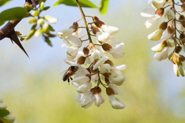 Güzel çiçek açan akasya ağacı - organik arı bal kaynak resmi oluşturan kapatın