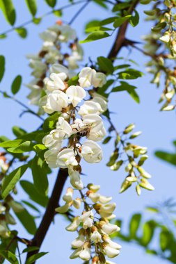Güzel çiçek açan akasya ağacı - organik arı bal kaynak resmi oluşturan kapatın