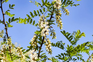 Güzel çiçek açan akasya ağacı - organik arı bal kaynak resmi oluşturan kapatın