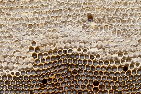 Honingraat Van Bijenkorf Gevuld Met Honing Biologische Bijenwas Zeshoekig Patroon — Stockfoto