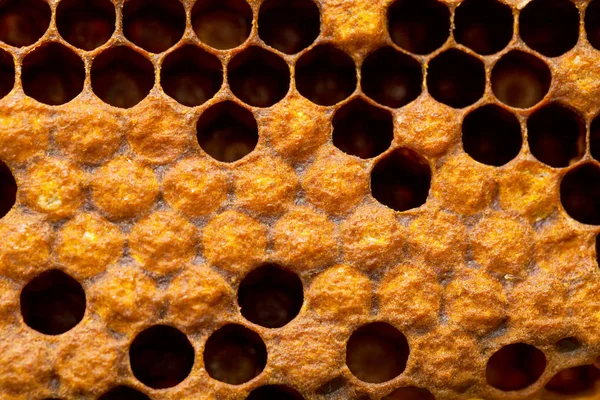 Honeycomb Beehive Filled Fresh Golden Honey Hexagonal Texture Macro — Stock Photo, Image