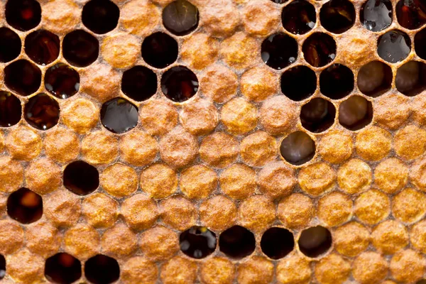 Üzerinden taze altın bal ile dolu kovan petek. Altıgen doku. Makro