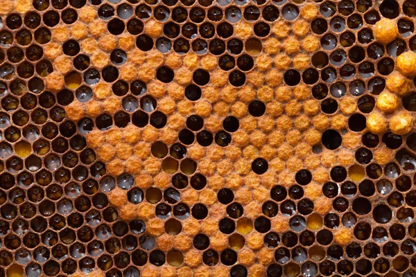 Honeycomb Beehive Filled Fresh Golden Honey Hexagonal Texture Macro — Stock Photo, Image