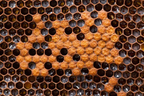 Honeycomb Beehive Filled Fresh Golden Honey Hexagonal Texture Macro — Stock Photo, Image