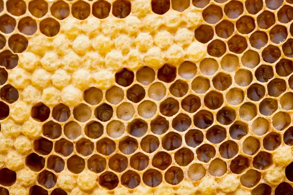 Honeycomb Beehive Filled Fresh Golden Honey Hexagonal Texture Macro — Stock Photo, Image