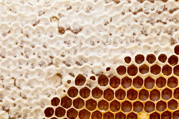 Honeycomb Beehive Filled Honey Organic Beeswax Hexagonal Texture Macro — Stock Photo, Image