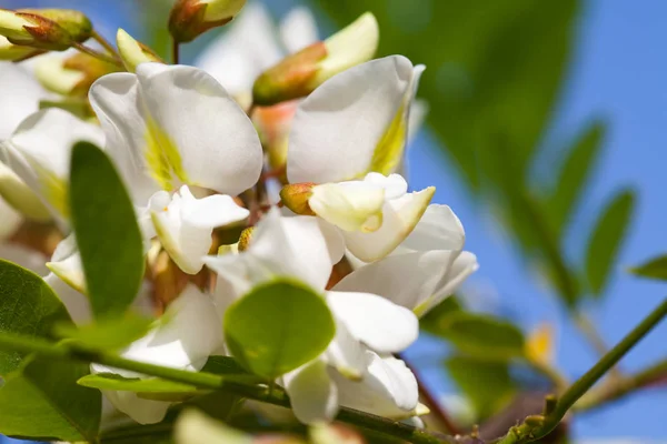 Close Imagem Bela Árvore Acácia Florescendo Fonte Mel Abelha Orgânica — Fotografia de Stock