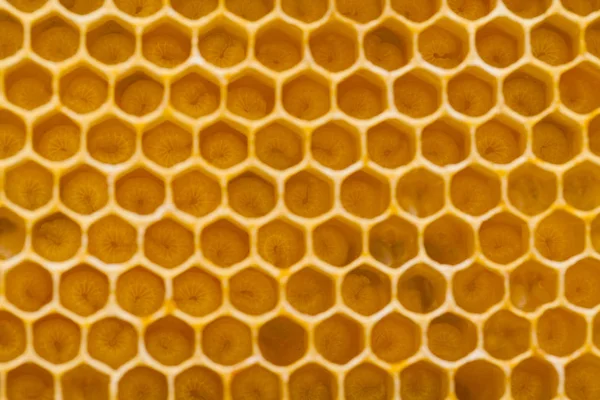 新鮮な黄金の蜂蜜でいっぱい蜂の巣からハニカムします 六角形のテクスチャです マクロ ストック写真