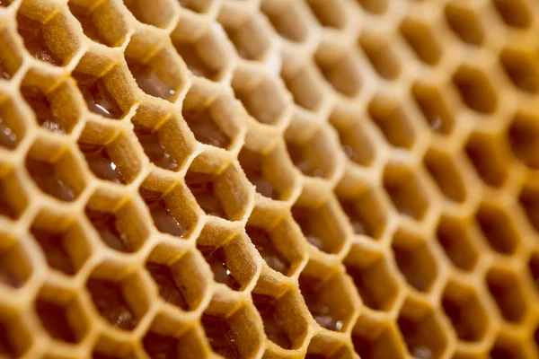 Honungskaka Från Bikupa Fylld Med Färsk Gyllene Honung Sexkantiga Konsistens — Stockfoto