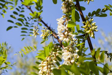Güzel çiçek açan akasya ağacı - organik arı bal kaynak resmi oluşturan kapatın