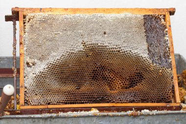 Fotoğrafı üzerinde taze akasya bal ve organik balmumu ile dolu bir petek arı kapatın