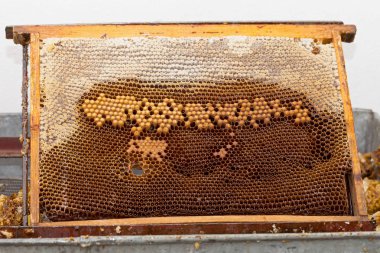 Fotoğrafı üzerinde taze akasya bal ve organik balmumu ile dolu bir petek arı kapatın