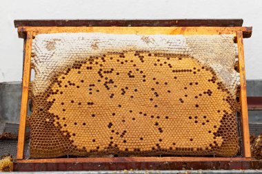 Fotoğrafı üzerinde taze akasya bal ve organik balmumu ile dolu bir petek arı kapatın