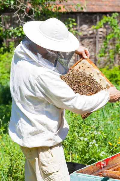 Beekeeper with protective mask holding honeycomb full of bees and honey outdoor