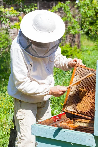 Beekeeper with protective mask holding honeycomb full of bees and honey outdoor