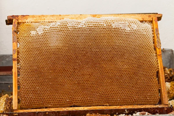 Close Picture Bee Honeycomb Filled Fresh Acacia Honey Organic Beeswax — Stock Photo, Image