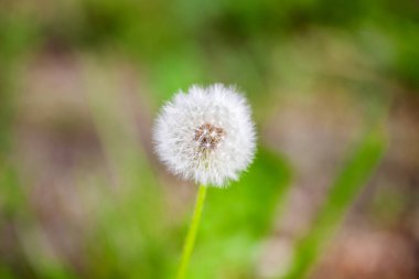 Güzel kırsal ve karahindiba çayır doğal resim