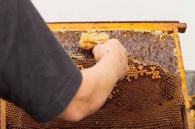 Petek taze bal hasat arıcı resmi kapatın