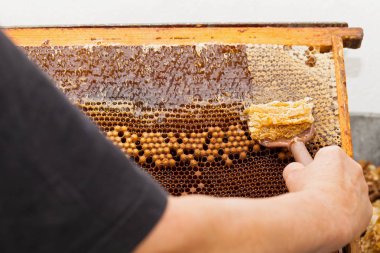 Petek taze bal hasat arıcı resmi kapatın