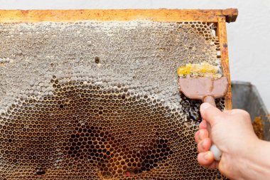 Petek taze bal hasat arıcı resmi kapatın