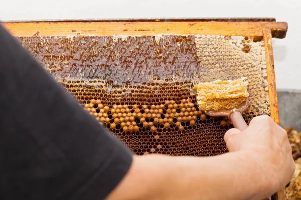 Petek taze bal hasat arıcı resmi kapatın