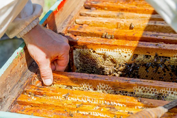 Petek taze bal hasat arıcı resmi kapatın
